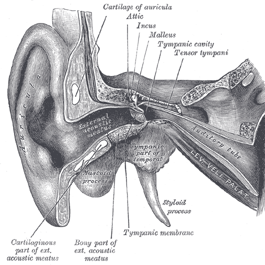 Ear Videos