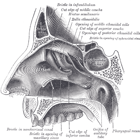 Nose(Rhinology) Videos